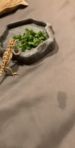 Bearded Dragon Leaves GIF