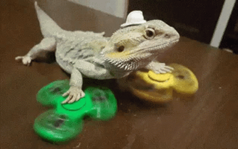 Bearded Dragon Lizard Playing Spinners GIF