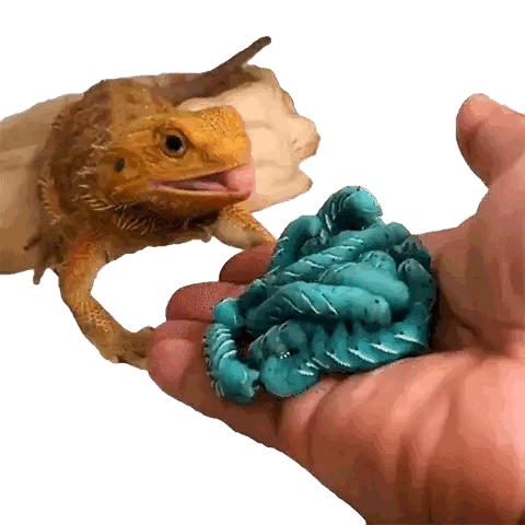 Bearded Dragon Looking at Blue Object