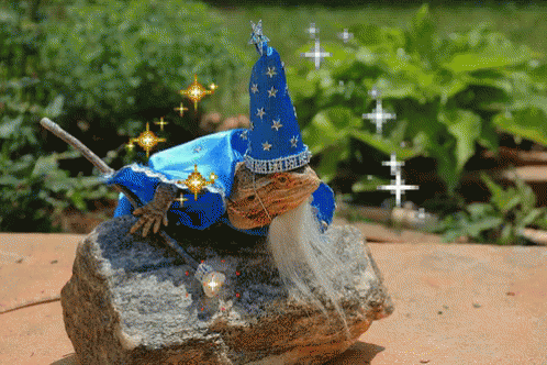 Bearded Dragon Magician GIF