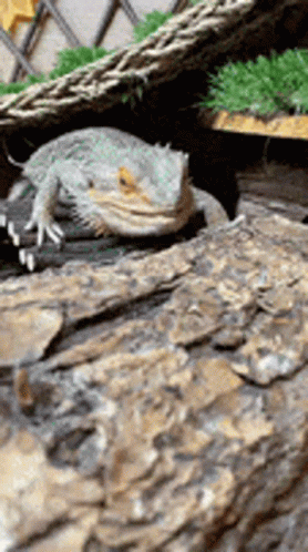 Bearded Dragon Nod GIF