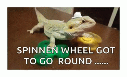 Bearded Dragon On A Fidget Spinner GIF