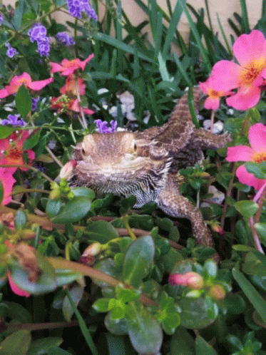 Bearded Dragon On Flowers GIF