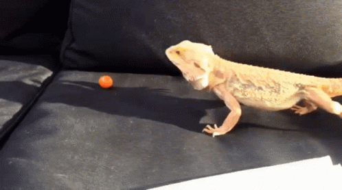 Bearded Dragon Orange Ball GIF