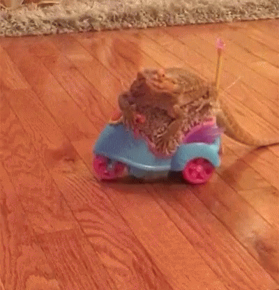 Bearded Dragon Rides Car GIF