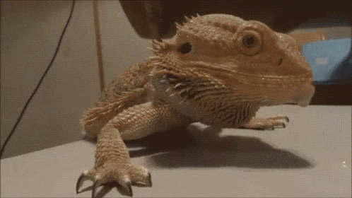 Bearded Dragon Says Nope GIF