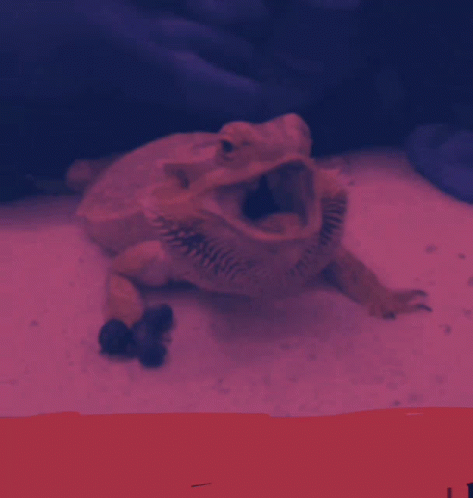 Bearded Dragon Scream And Shout GIF