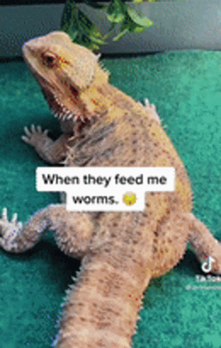 Bearded Dragon Sitting on Green Carpet When They Feed Me Worms