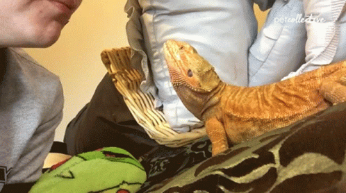 Bearded Dragon Tongue Out GIF