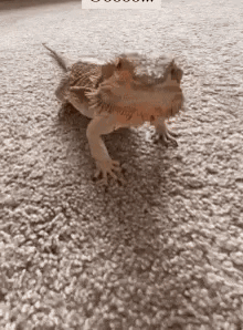 Bearded Dragon Walking on Carpet