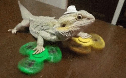Bearded Dragon Wearing Hat Playing With Fidget Spinner
