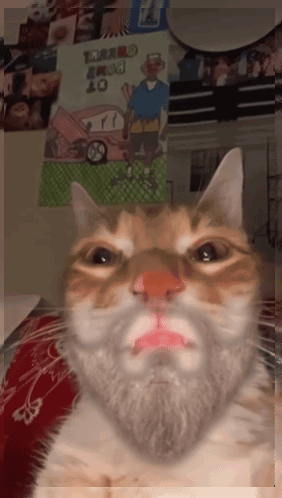 Bearded El Gato Meme GIF