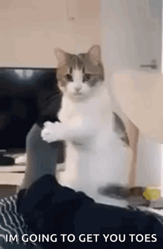 Bearded Man Sitting in Chair Ali You're