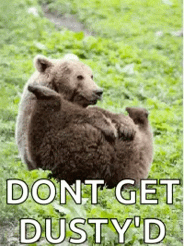 Bears Lying in Grass Don't Get Dusty