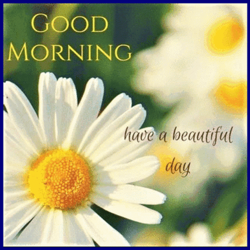 Beautiful Cute Good Morning Flowers GIF