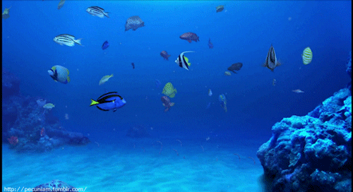 Beautiful Fishes Underwater GIF