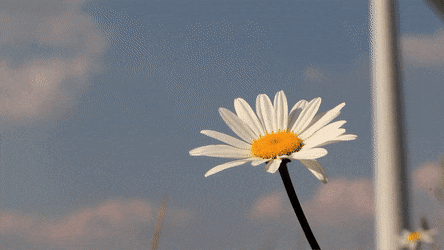 Beautiful Flower Gentle Wind GIF