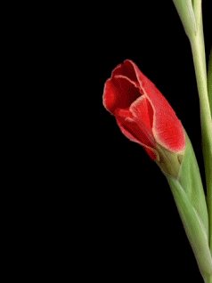 Beautiful Flowers Dragon's Head Lily Blooming GIF