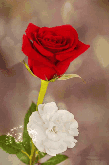Beautiful Flowers Magical Sparkling Heart GIF