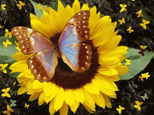 Beautiful Flowers Sunflowers Butterflies GIF