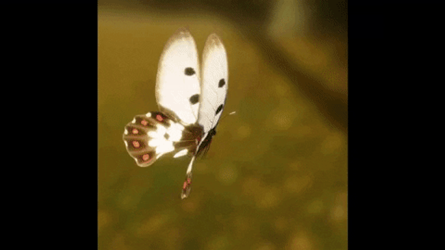 Beautiful Flying Butterfly Flower Field GIF