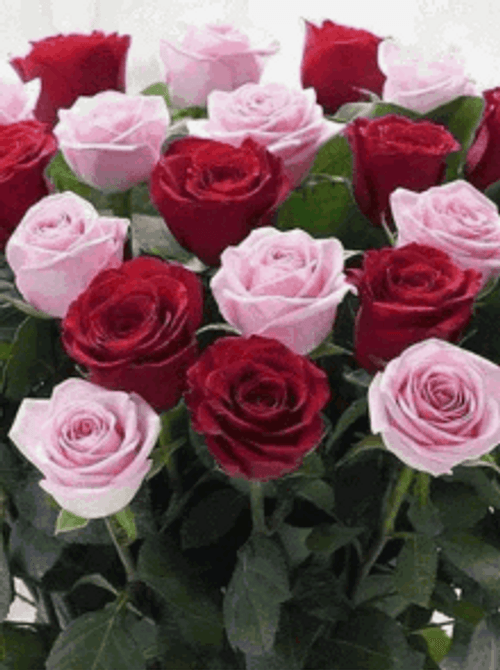 Beautiful Fresh Pink And Red Roses Flowers