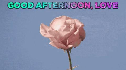 Beautiful Good Afternoon Blooming Flower GIF