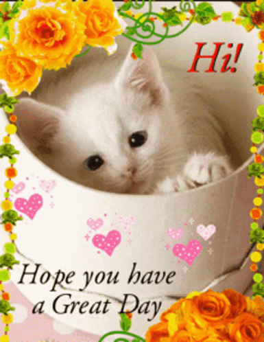 Beautiful Good Afternoon Cute Cat GIF