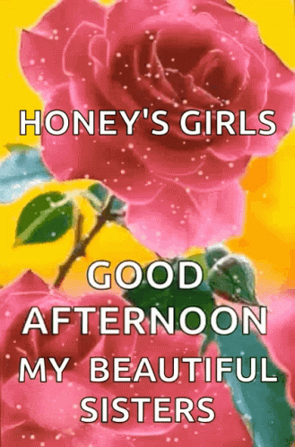 Beautiful Good Afternoon Snowing Pink Roses GIF