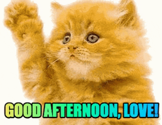 Beautiful Good Afternoon Waving Cat GIF