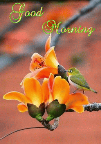Beautiful Good Morning GIFs