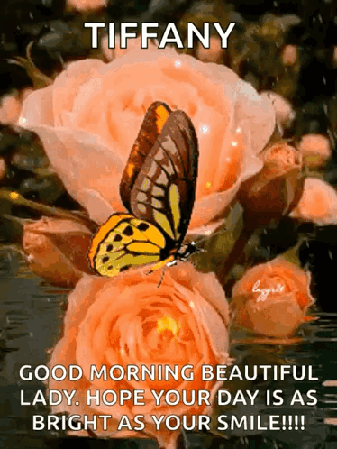 Beautiful Good Morning Peach Roses GIF