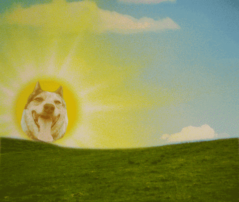 Beautiful Good Morning Wednesday Sun Dog GIF
