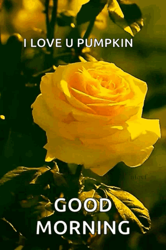 Beautiful Good Morning Yellow Rose GIF