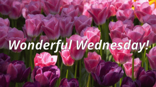Beautiful Happy And Wonderful Wednesday GIF