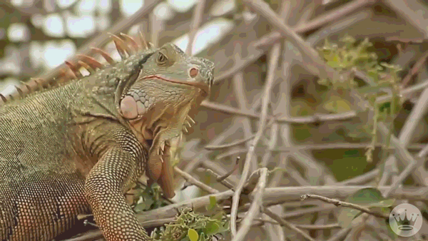 Beautiful Grumpy Lizard Happy Birthday GIF