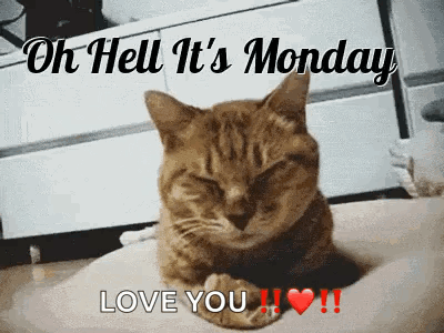 Beautiful Happy Monday Cute Cat GIF
