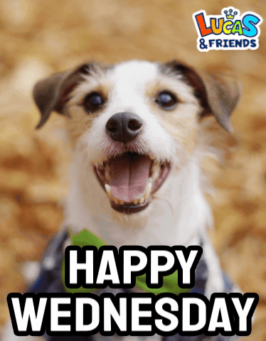 Beautiful Happy Wednesday Doggy GIF