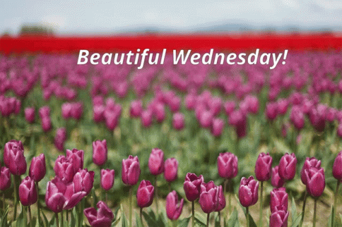 Beautiful Happy Wednesday Tulips GIF