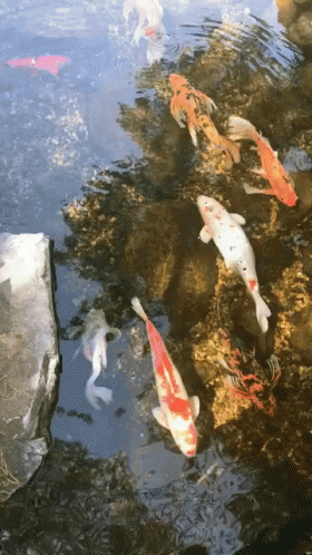 Beautiful Koi Fish Swimming GIF