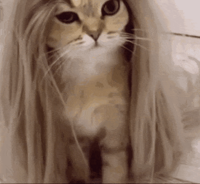 Beautiful Long Hair Funny Cat GIF