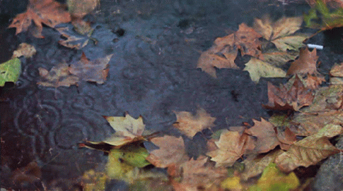 Beautiful Maple Leaf Showered By Rain GIF