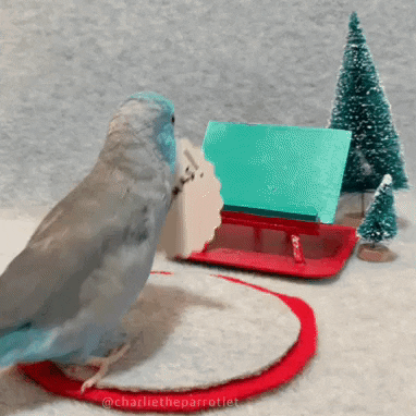 Beautiful Little Bird Merry Christmas GIF