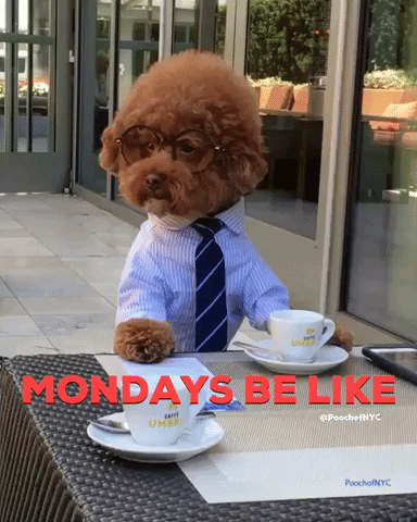 Beautiful Monday Busy Poodle In Suit GIF