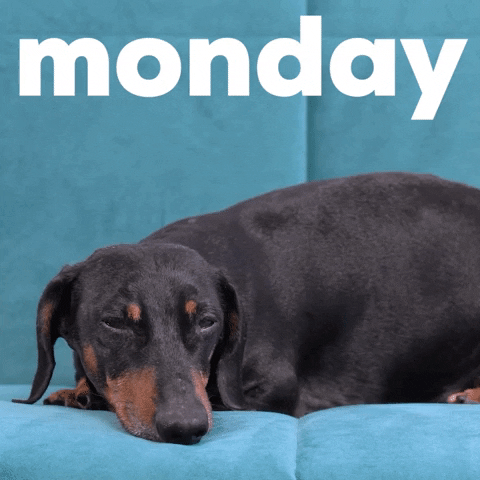 Beautiful Monday Sleepy Doxie Getting Comfortable GIF