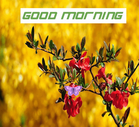 Beautiful Morning Purple Butterfly GIF