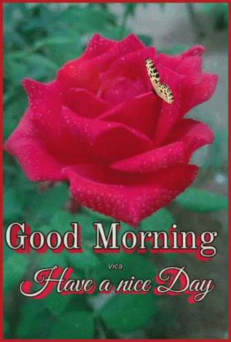 Beautiful Morning Red Rose GIF