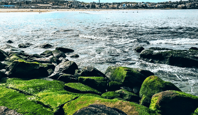 Beautiful Ocean Fungi GIF