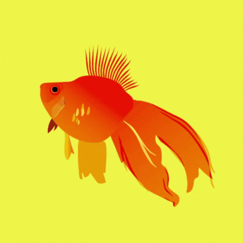 Beautiful Orange Gold Fish Floating GIF