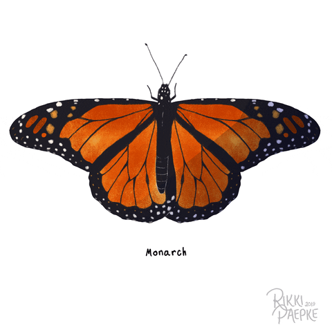 Beautiful Orange Moth Art GIF